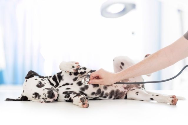 Hundeversicherungen im Check